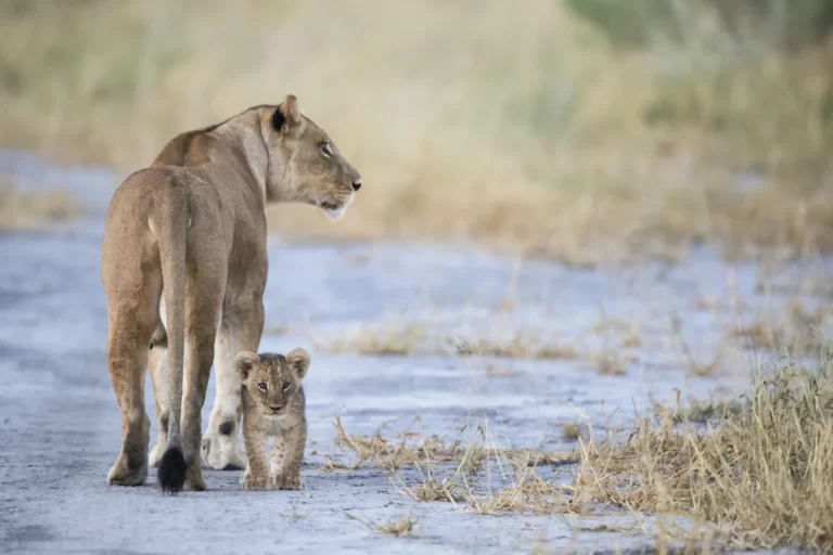 7 Days Tanzania Safaris