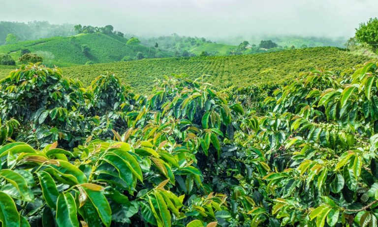 Coffee Plantation & Cultural Tour