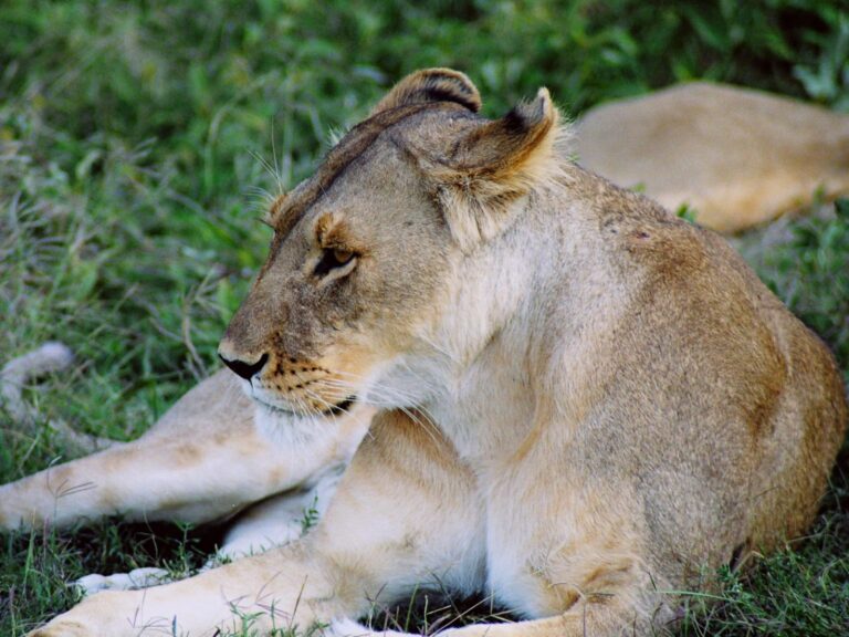 Mikumi National Park tour
