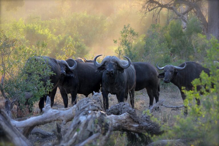 Mikumi National Park