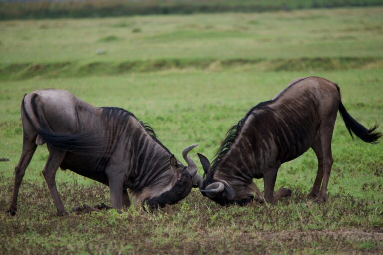 Serengeti National Park