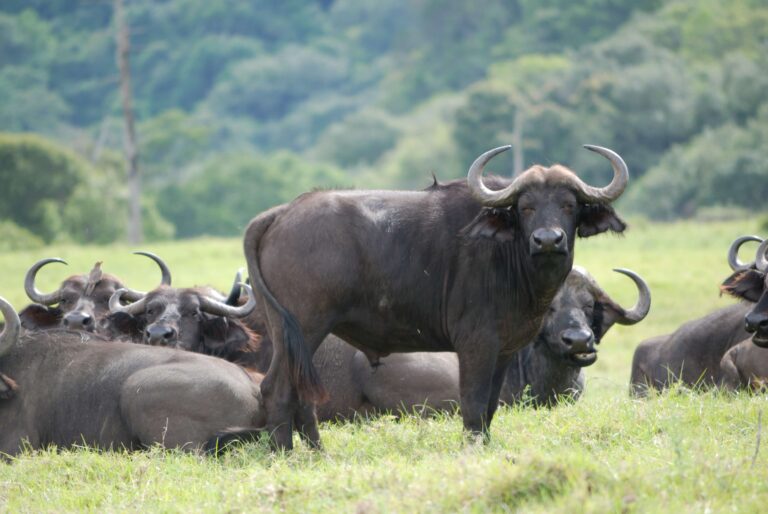 Arusha National Park Tour