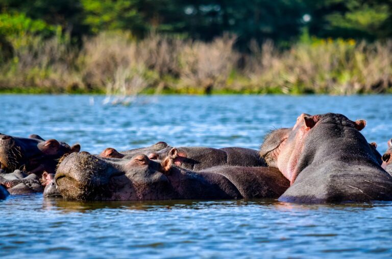 Katavi National park