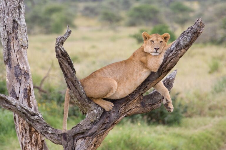 4 Days Lake Manyara National Park & Ngorongoro Crater