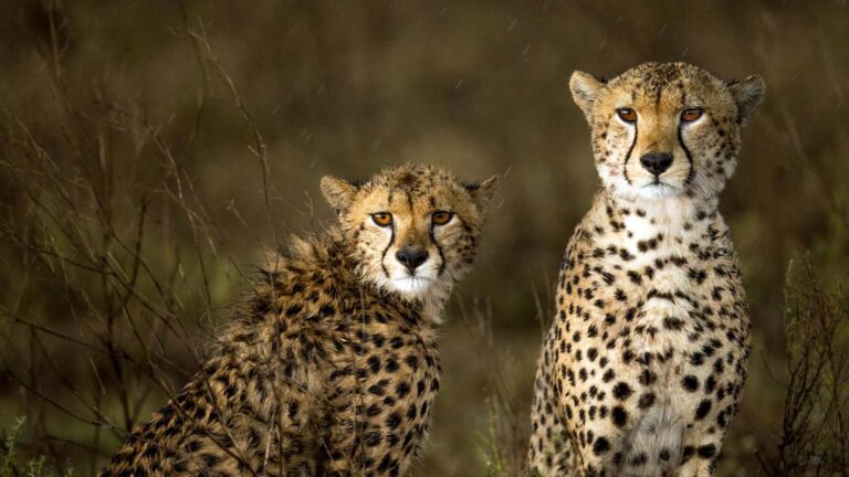 3 Days Lake Manyara National Park & Ngorongoro Crater
