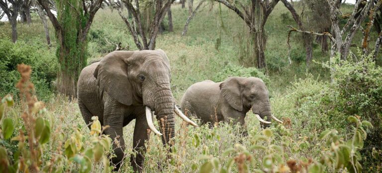 6 Days  Ngorongoro Crater, Serengeti & Lake Manyara National Parks
