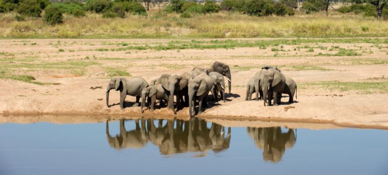 Ruaha National Park
