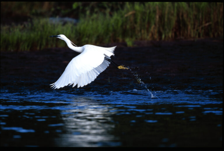 Rubondo Island National Park