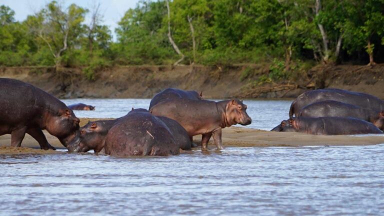 Saadani National Park