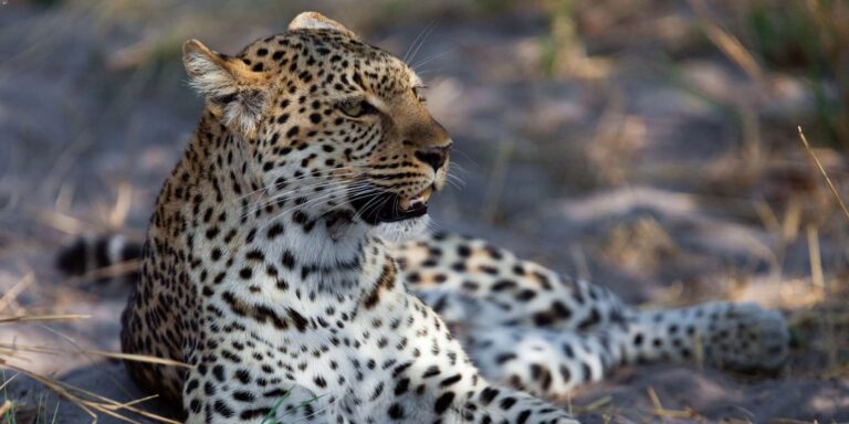Selous Game Reserve