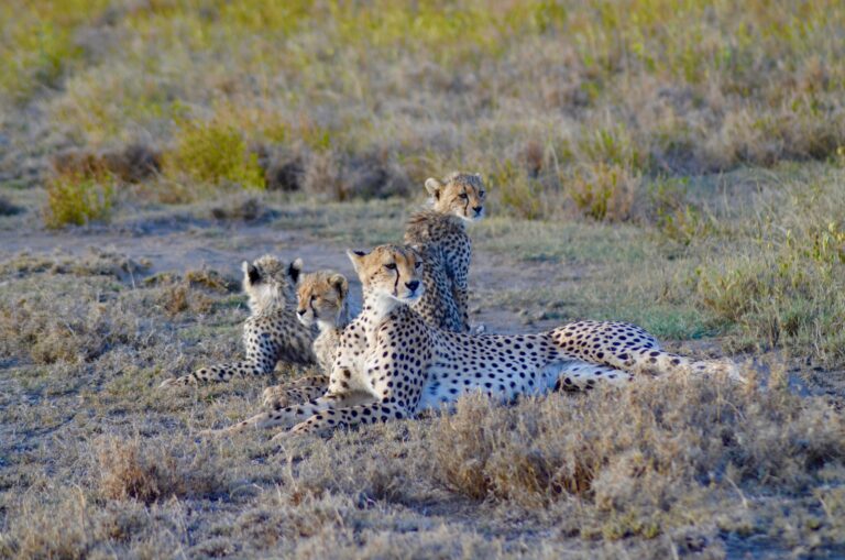 5 Days Ngorongoro Crater, Serengeti & Lake Manyara National Parks