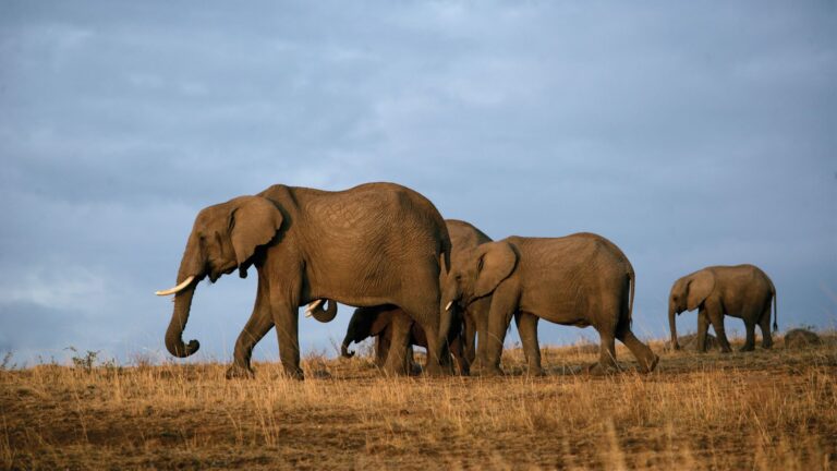 Tarangire National Park