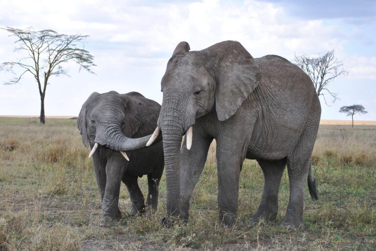 4 Days Tarangire National Park & Ngorongoro Crater