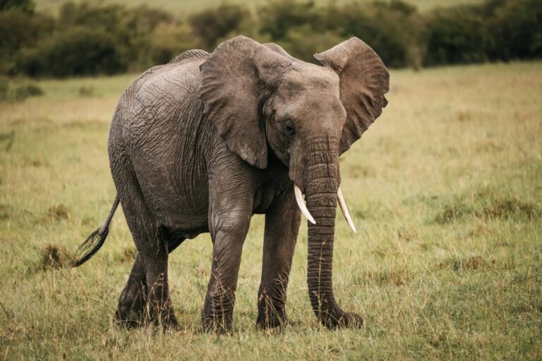 3 Days Tarangire National Park & Ngorongoro Crater